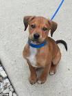 Beagle Bull (Pit Bull-Beagle Mix) Info, Puppies, Pictures
