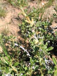 Image result for Aizoon schellenbergii