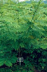 Image result for Indigofera sordida