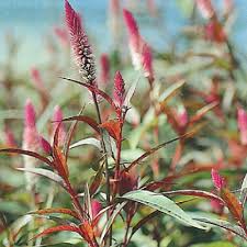 Pin On Annuals To Plant Spring 2016