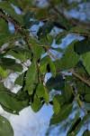 Image result for Hippocratea volkensii