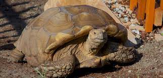 Sulcata Tortoise Zoo Med Laboratories Inc