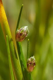 Image result for Isolepis sp.no.1
