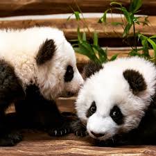 Zoo Berlin On Instagram Ab Dem 30 Januar Konnt Ihr Unsere Schwarz Weissen Barenbruder Endlich Besuchen Der Deutschlandweit Erste Pan In 2020 Animals Panda Bear Bear