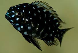 Tropheus Duboi Duboi Tropheus Aquariumfreshwaterfishafricancichlids Freshwater Aquarium Aquarium Fish African Cichlid Aquarium