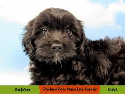 8 weeks of age is the youngest we can let our puppies go to their new homes, we, however, prefer keeping the babies a little longer to just make sure the puppy has a good, healthy start in life. Cockapoo Puppies Petland Pets Puppies Chicago Illinois