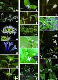 Image result for Hedythyrsus thamnoideus