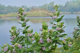 Image result for Calotropis gigantea