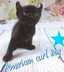 American Curl Cats and Kittens for sale in the UK | Pets4Homes