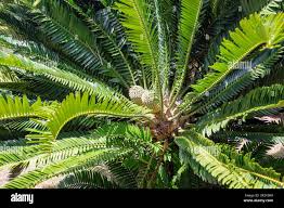 Image result for Encephalartos transvenosus