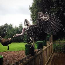 Maybe you would like to learn more about one of these? Gandalf The Vulture Their Largest Flying Bird Bild Von World Of Wings Birds Of Prey Centre Cumbernauld Tripadvisor