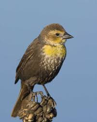 Black Bird With White Stripes On Wings And Tail Yellow Headed Blackbird Black Bird Beautiful Birds Bird