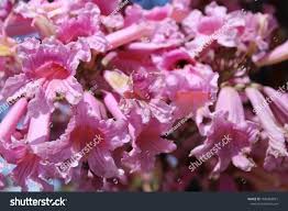 Image result for Stereospermum kunthianum