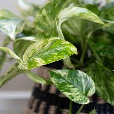 Image result for Epipremnum en casa