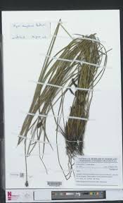 Image result for Xyris congensis