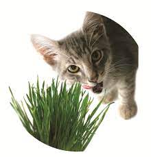 Cats Love The Chia Cat Grass Planter Chia Pet Cat Grass Cat Grass Planter