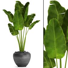 Banana Tree Jungle 3d Model Cgtrader In 2020 Potted Plants Outdoor Potted Plants Patio Plants