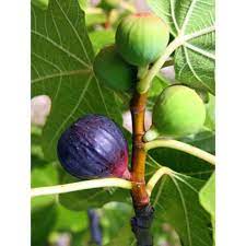 Feb 16, 2021 · gambar buah tin link. Pokok Buah Tin Blackjack Shopee Malaysia