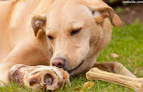 Are Smoked Dog Bones Safe Diy And How To Make Oodle Life