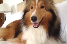 Find our pet shipping prices and policies. How Much Does It Cost To Move My Pet Petrelocation