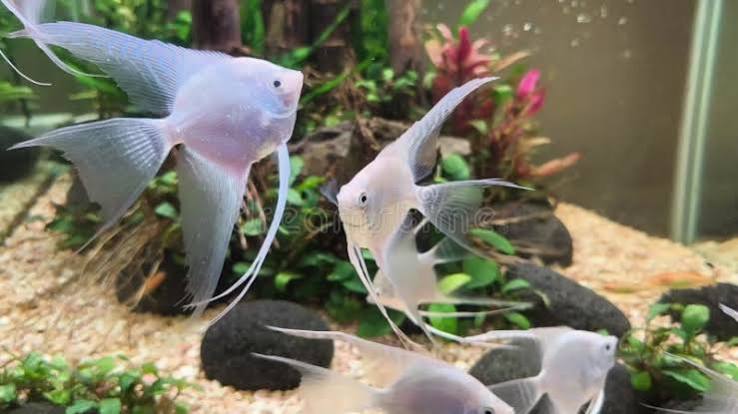 Manfish or Angel Fish, Aesthetic and Refreshing Aquarium Pet Stock Video -  Video of angel, concept: 370249575