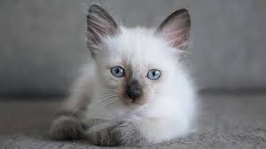 Although most siamese cats have similar characteristics like dark faces and pale bodies, they can be differentiated by the. Siamese Price Personality Lifespan
