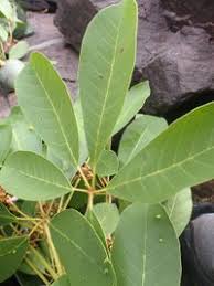 Image result for Vitex doniana