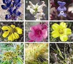 The indigenous people of the sonoran desert used globemallow as a medicine plant to help with cough, flu, diarrhea and snakebites. Animal Pollinated Wild Flowers Of The Sonoran Desert Display A Variety Download Scientific Diagram