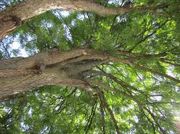 Description of kentucky coffee tree: What You Should Know About The Kentucky Coffee Tree Arbortec Tree Service