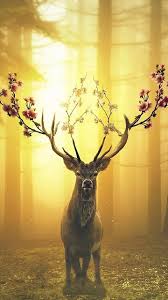 The Animal Kingdom Is Filled With Almost An Infinite Variety Of Creatures Scientists Discover New Species An Deer Wallpaper Spring Wallpaper Animal Wallpaper