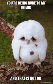 You Re Being Rude To My Friend And That Is Not Ok Sad Owl Make A Meme