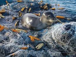 Image result for pictures of plastic pollution in the pacific ocean
