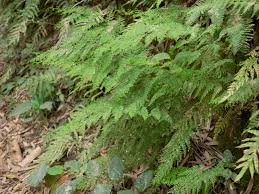 Image result for Odontosoria