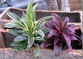 Las plantas ornamentales son las encargadas de estimular sentidos como el olfato y la vista, gracias a sus colores y aromas. Plantas Para Jardin Exterior Resistentes Al Sol Decoracion De Jardines Plantas Exterior Resistentes Plantas Para Jardineras Plantas De Exterior