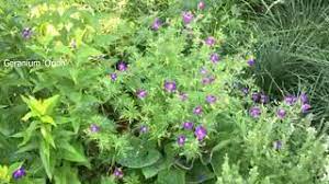 His passion for native plants. Roy On The Move Filler Plants Youtube