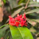 Image result for Rhabdophyllum