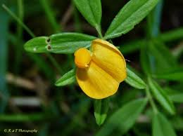 Image result for Stylosanthes