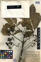 Image result for Vitex madiensis