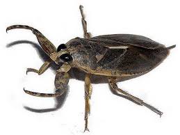 Le Lethocere Est Egalement Appele Punaise D Eau Geante Contactez Un Exterminateur