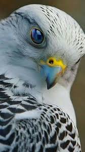 Birds Of Prey Digital Release Date Gyrfalcon What A Beauty The Reflection In The Eye Looks Like A Beautiful Jewel Nature Birds Birds Pretty Birds