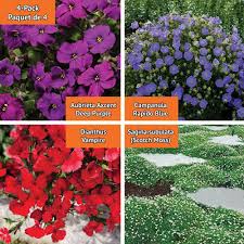 Daylily hemerocallis 'stella d'oro' enjoy the blooms in your garden for longer than a few weeks. Vigoro Garden Border Flowering Plants Bellflower Carnation Irish Moss Rock Cress As The Home Depot Canada