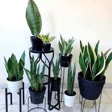 Pokok lidah jin atau juga dikenali sebagai pokok lidah mentua semakin mendapat tempat di hati kaum wanita untuk dijadikan dekorasi di dalam rumah. Koleksi Dekorasi Pokok Lidah Jin Kaki Bisnes Viral Facebook