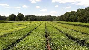 In 1960, the thomas j. Yes America Has A Working Tea Plantation We Visited It The Salt Npr