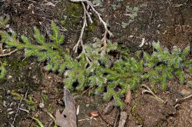 Image result for Selaginella dregei