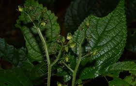 Image result for Laportea ovalifolia
