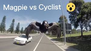 A magpie may rarely attack by landing on the ground in front of a person and lurching up and landing on the victim's chest and pecking at the face and eyes. Magpie Attacks Cyclist In Australia Youtube