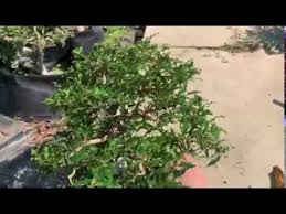 Image result for Galpinia transvaalica