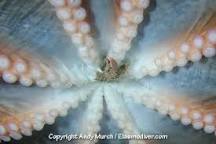 Image of Giant Pacific octopus beak