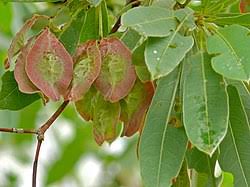 Image result for Terminalia sericea ×  trichopoda