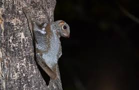 The sunda flying lemur (galeopterus variegatus) and the philippine flying lemur (cynocephalus volans). Muhammad Fizri Bin Ahmad Zubir Behavior And Ecology Of Sunda Colugos Galeopterus Variegatus And Adaptations To Disturbed Habitats The Rufford Foundation